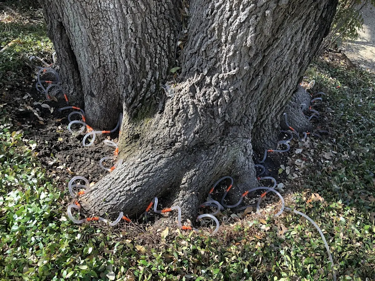 Detailed Tree Cabling and Bracing job site in Tasley