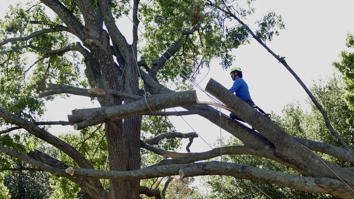 Professional Hazardous Tree Removal performed by certified arborists in Tasley