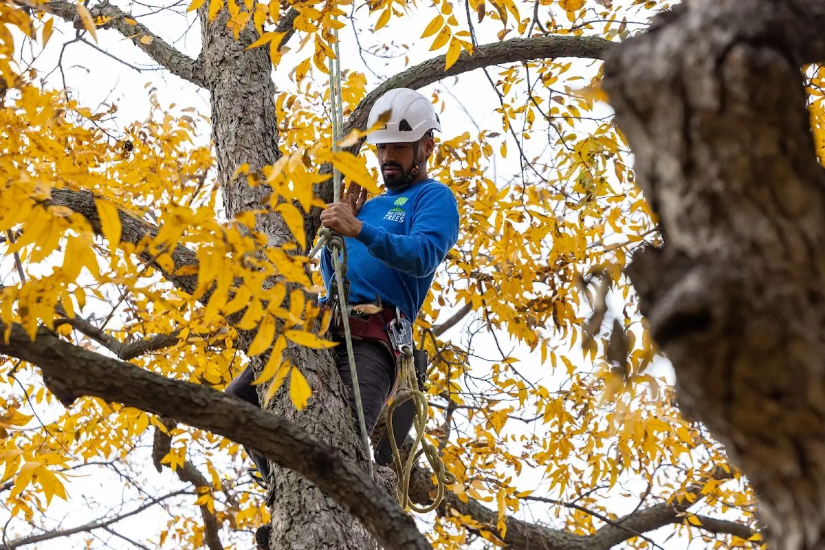 Skilled Tree Transplanting crew working in Tasley