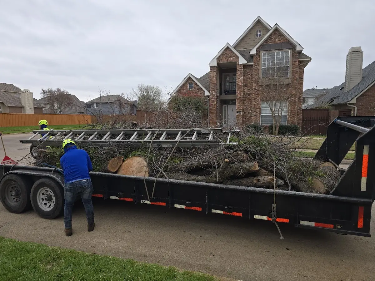 Expert Tree Removal with proper safety equipment in Tasley